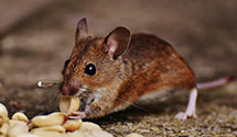 food-processing-facility-pest-control Experts in PRS